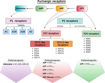 Purinergic signaling in the male reproductive tract